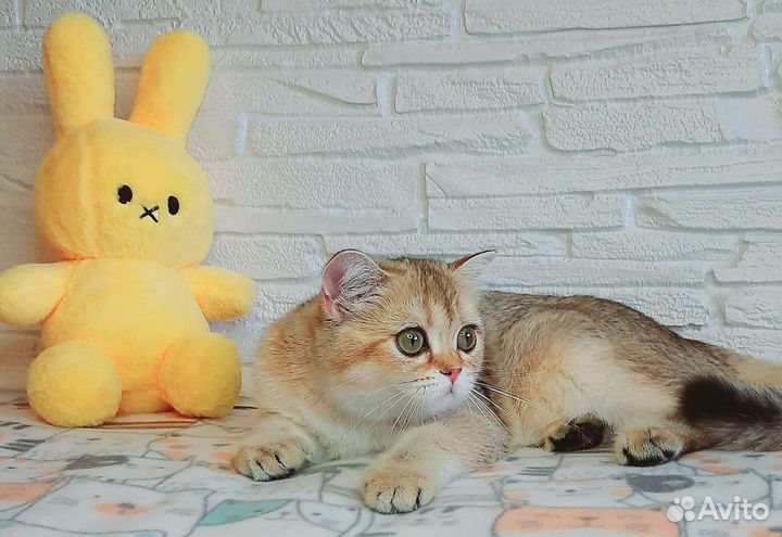 Шотландские котята