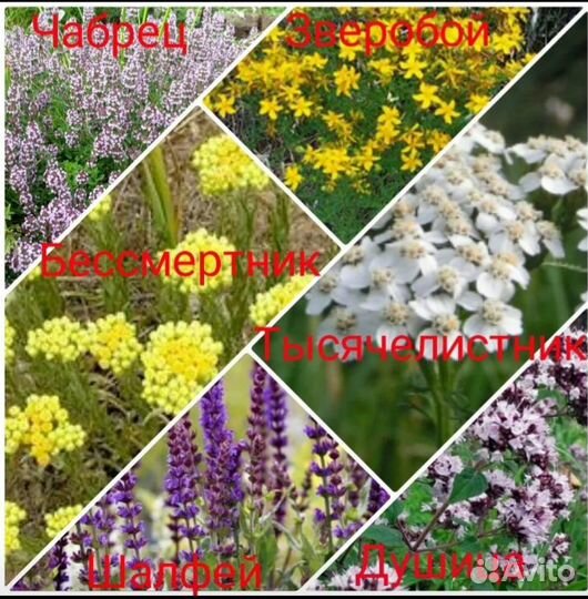 Зверобой, чабрец, шалфей и др лекарственные травы