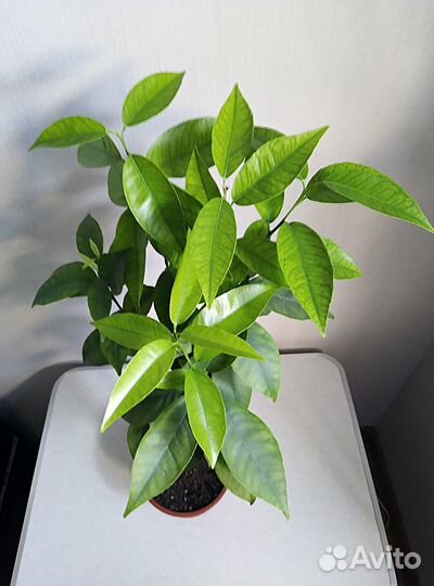 Клементин Комуне Иса (мандарин)