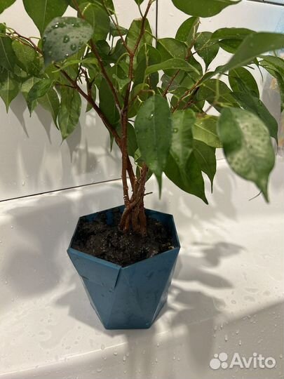 Фикус бенджамина