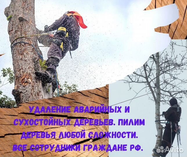 Спилить дерево. Обрезка плодовых