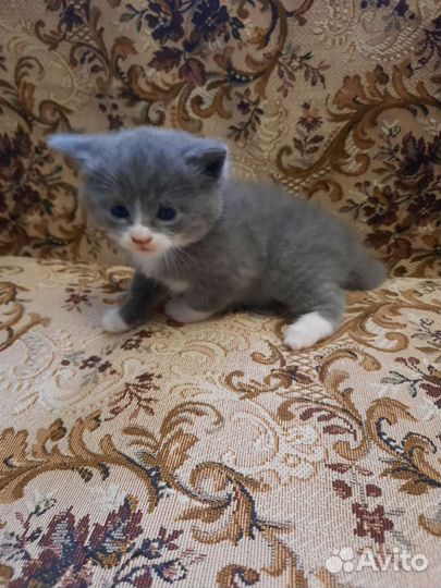 Шотландские прямоухие котята