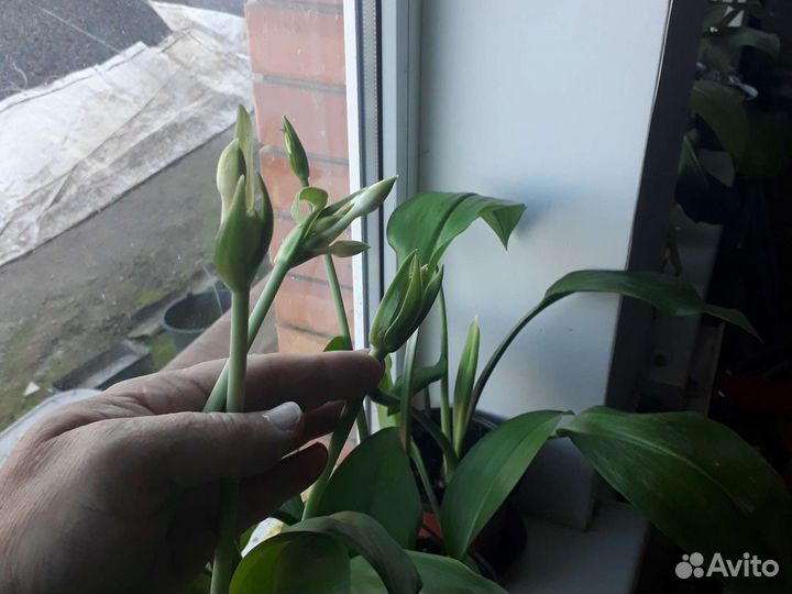 Эухарис амазонская лилия