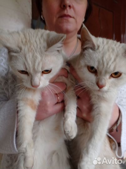 Котята отдам бесплатно