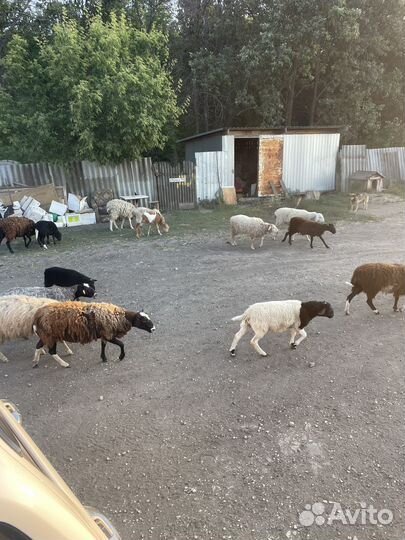 Овцы курдючные
