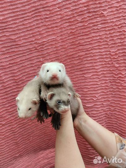 Хорьки. Эксклюзив. Мишки Бу. Доставка