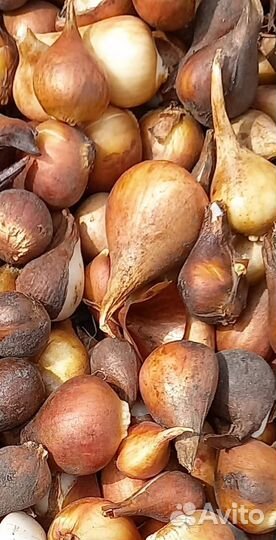 Луковицы тюльпанов