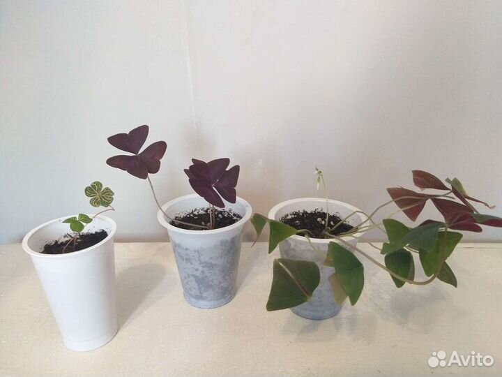 Цветы - счастье в дом