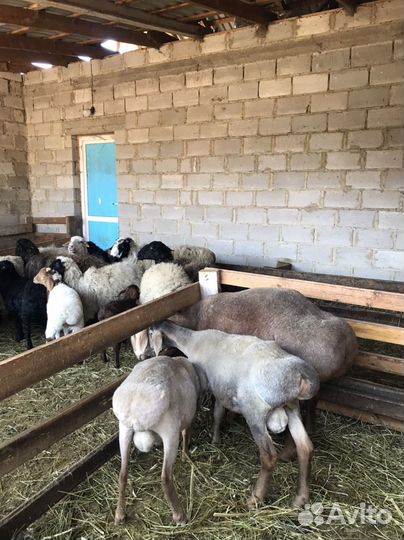 Баран, овцы с ягнятами