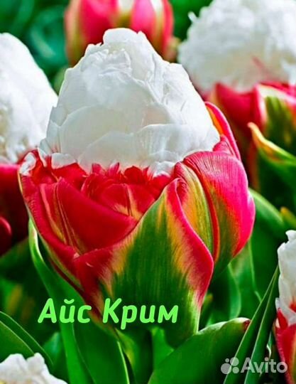 Чудо-тюльпаны