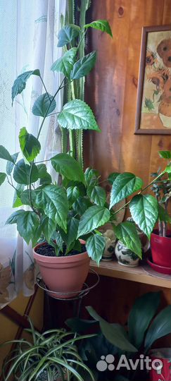 Аукуба,гибискус,сингониум,шефлера,бегония