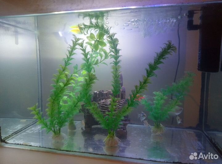 Рыбки, аквариум и другое