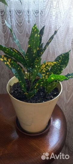 Аукуба,гибискус,сингониум,шефлера,бегония