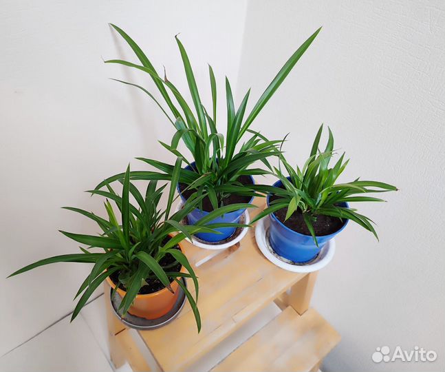 Хлорофитум