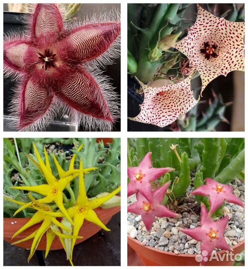 Суккуленты Эдитколея, гуэрния, стапелия, орбея