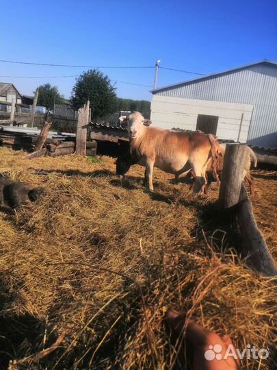 Катумские бараны, овцы, быки