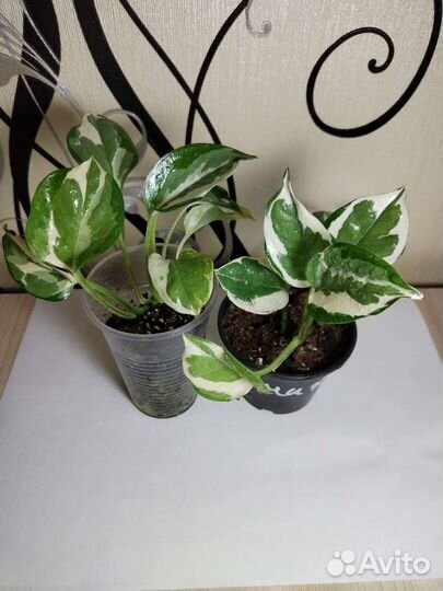 Сциндапсус, Эпипремнум