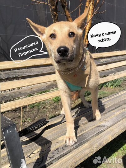 Щенок в добрые руки бесплатно