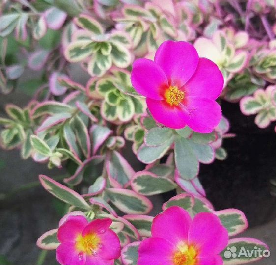 Портулак ампельный вегетативный