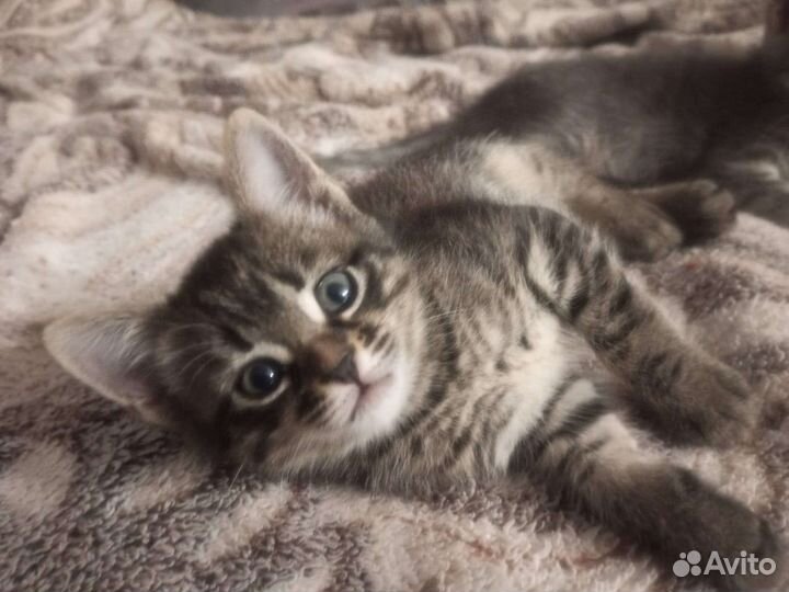 Кошка