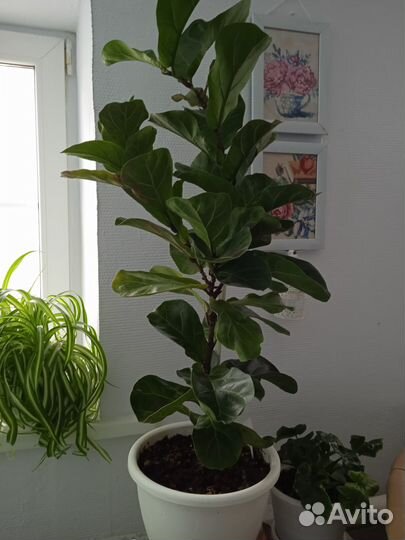 Фикус лировидный