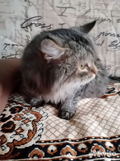 Кошка в дар бесплатно
