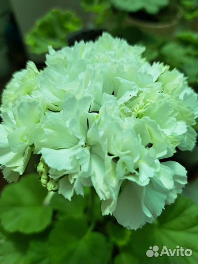 Пеларгония герань