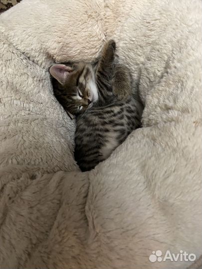 Очаровательные котята в добрые руки. Бесплатно