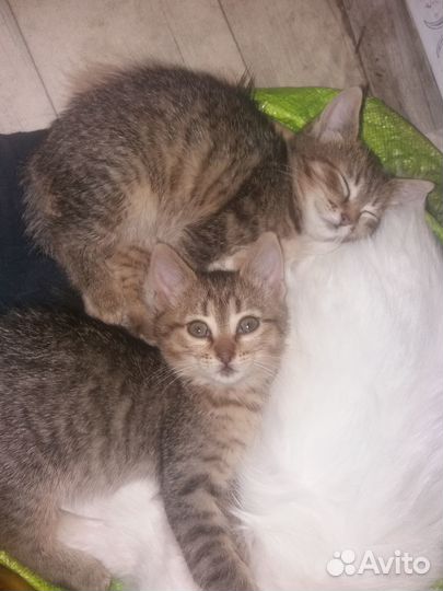 Котейки в добрые руки