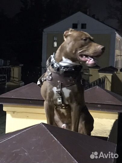 Кобель на вязку