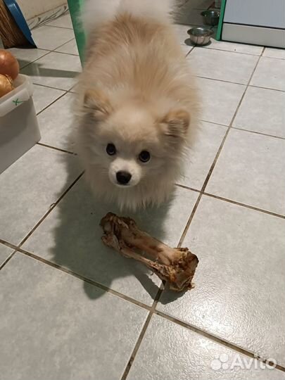 Ищем невесту