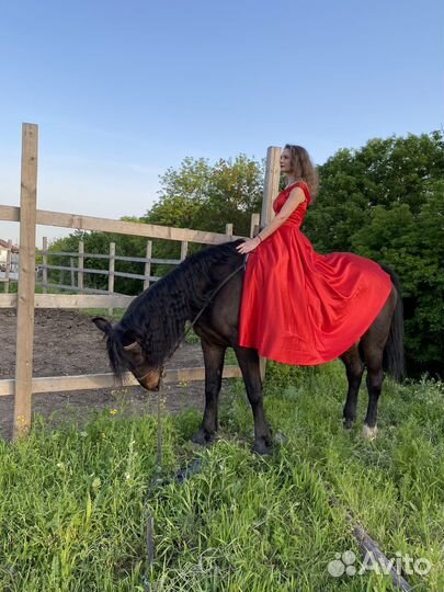 Конные прогулки, тренировки по верховой езде