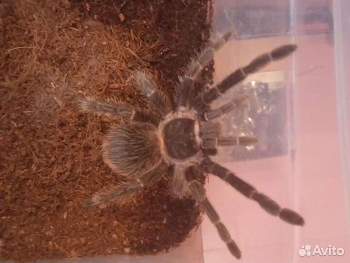 Lasiodora parahybana