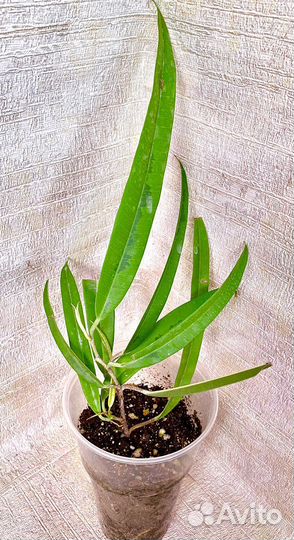 Фикус Али, Али Голд, Али Грин Голд, Али кинг