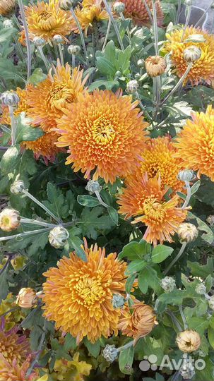 Хризантемы