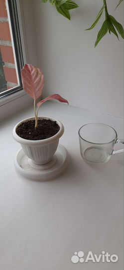 Аглаонема Бидадари/ Bidadari