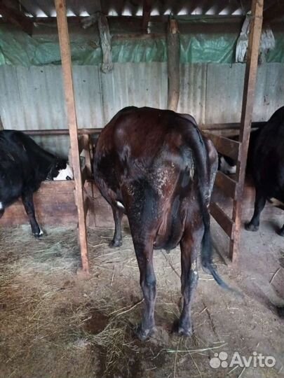 Корова стельная дойная