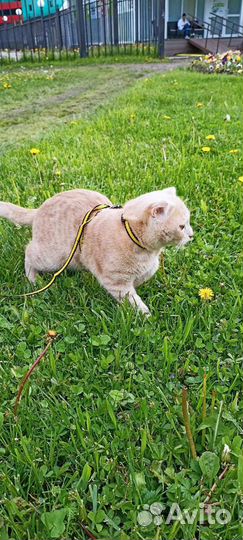 Котик для вязки