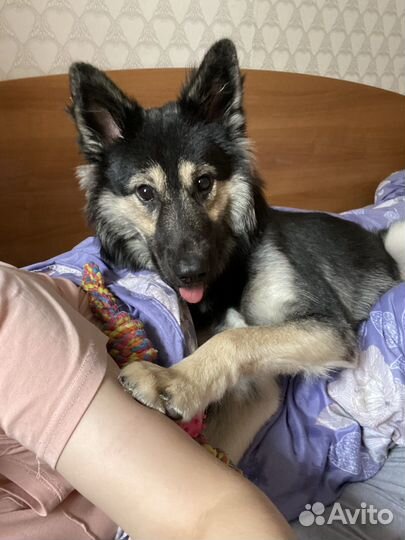 Собака в добрые руки овчарка