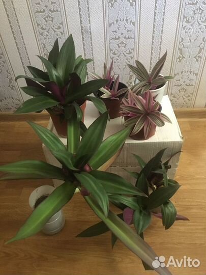 Комнатные растения.Цветы.Рео