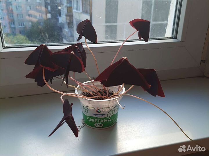 Комнатные цветы кислица