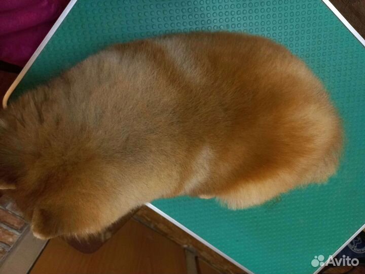 Стрижка собак и кошек