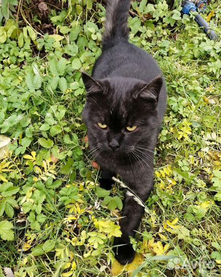 Котик в добрые руки