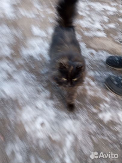 Кошка домашняя
