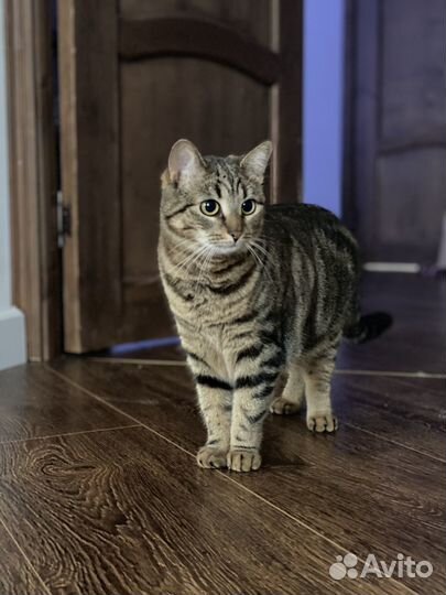 Кошки в добрые руки