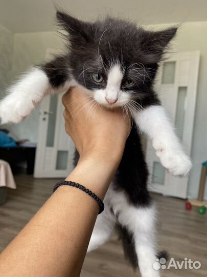 Котёнок в добрые руки бесплатно