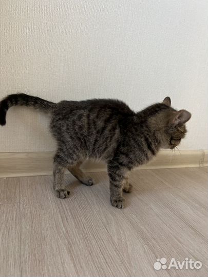 Кошка, 12 недель