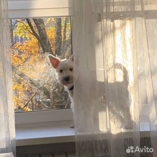 Собака для фотосессии