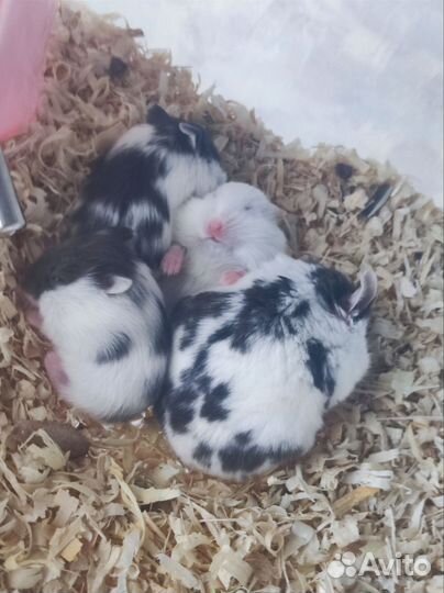 Хомячки ручные