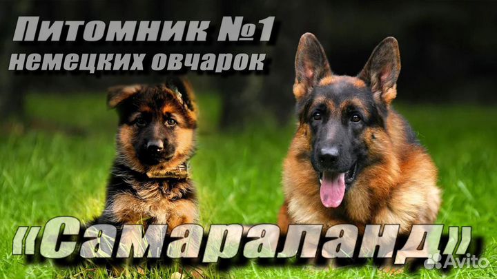 Элитные щенки немецкой овчарки